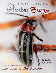 Winter Bugs Exhibit by Lisa Loucks-Christenson Opens 11/26/2021