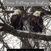 2008, Year Four Dancer & Daedee: Snow Falling on Eagles